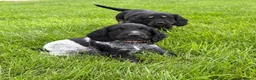 Cocker Spaniel dogs for sale:  show type cocker spaniel puppies🐾 - Advert 15