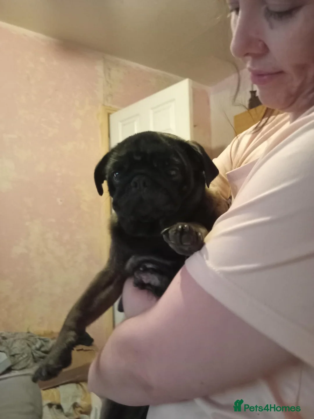 Pug dogs for sale: I have a lovely litter off pug pups for sale  - Advert 1
