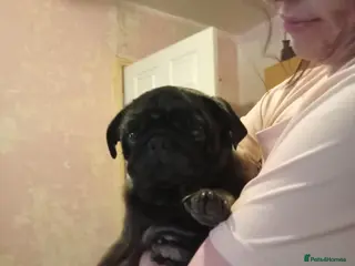 Pug dogs I have a lovely litter off pug pups for sale - Advert 1