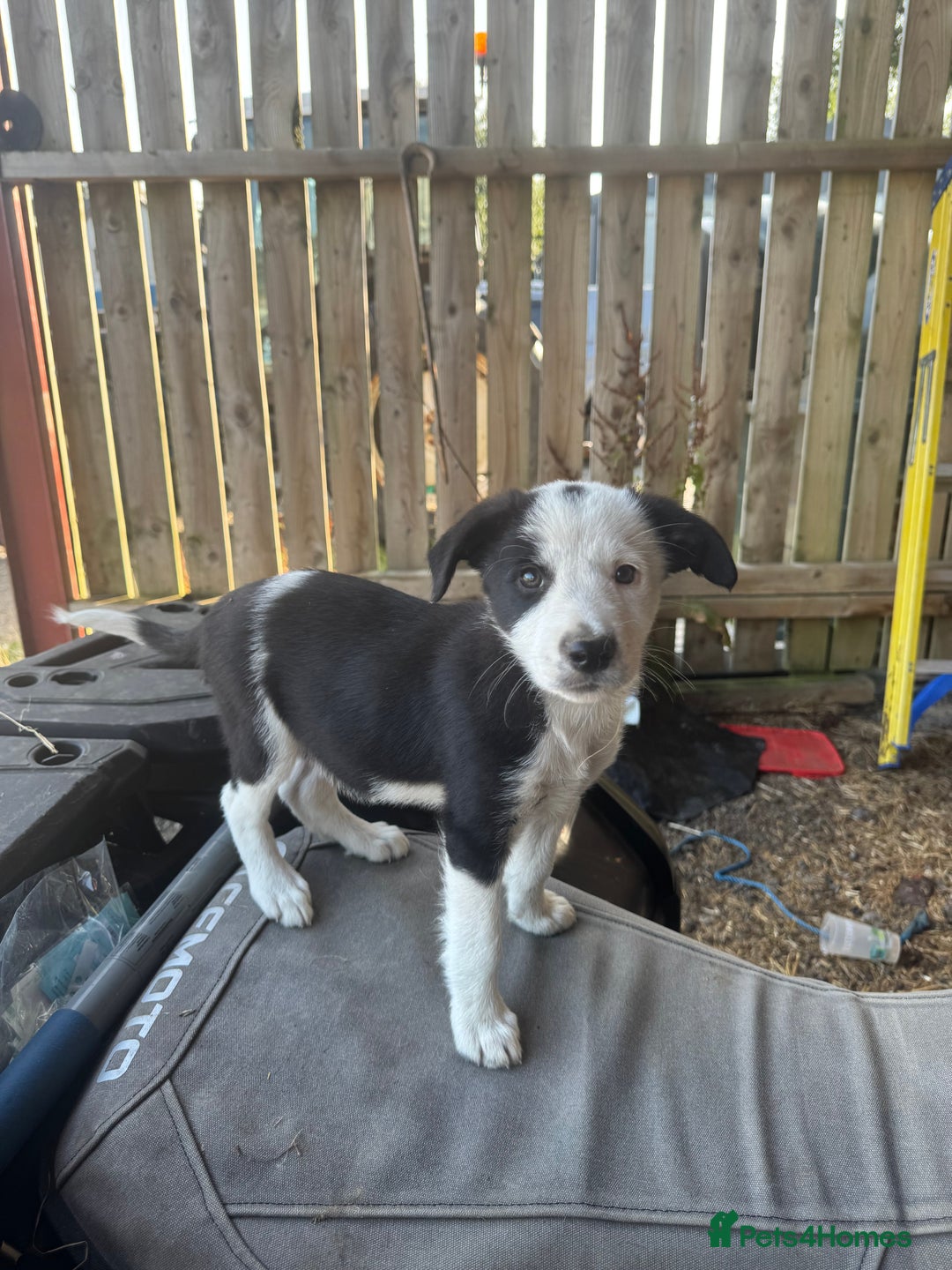 Border Collie dogs for sale: 3 males left .. female now sold! - Image 24