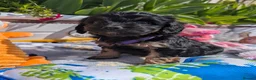 Cavapoo dogs for sale: Stunning Black & tan F1 Toy Cavapoo Puppies  - Advert 8