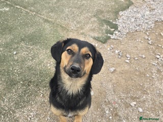 Mixed Breed dogs - Advert 15