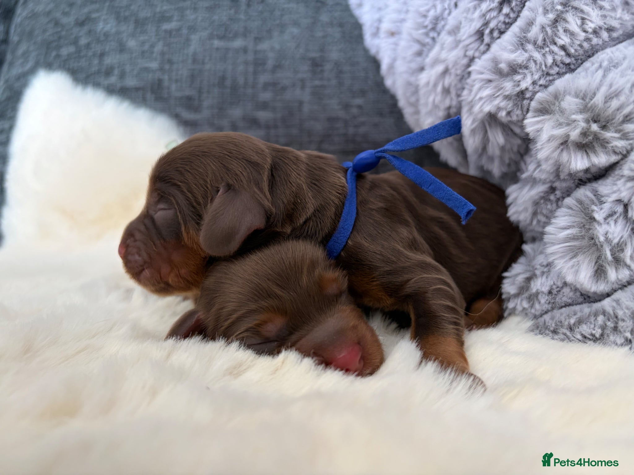 Cocker Spaniel dogs 🐶KC REGISTERED COCKER SPANIEL PUPPYS DUE SOON  - Advert 2