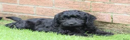 Cockapoo dogs for sale: F1 COCKAPOO PUPPIES FOR SALE - Advert 19