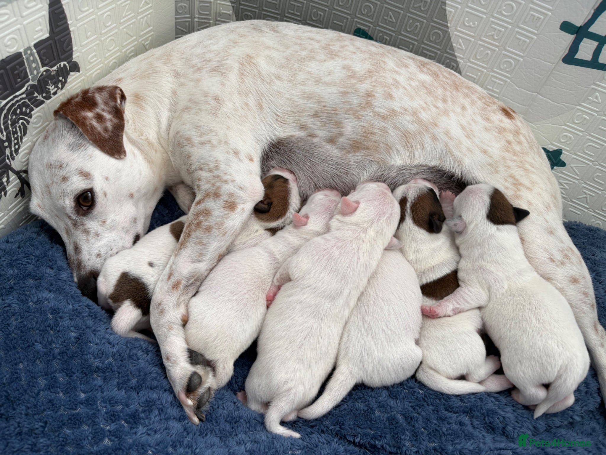 Jack Russell dogs for sale: Beautiful 6 pups for sale - Advert 1
