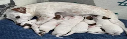 Jack Russell dogs for sale: Beautiful 6 pups for sale - Advert 1