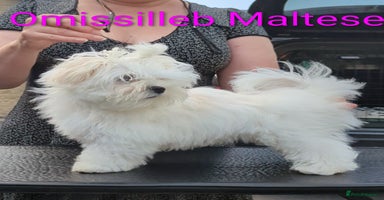 Maltese dogs - Advert 1