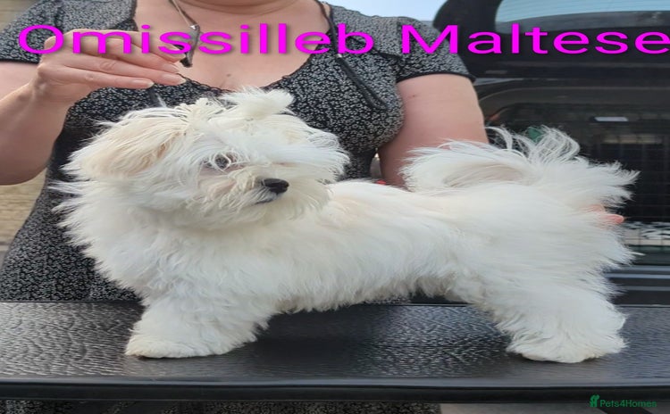 Maltese dogs - Advert 1