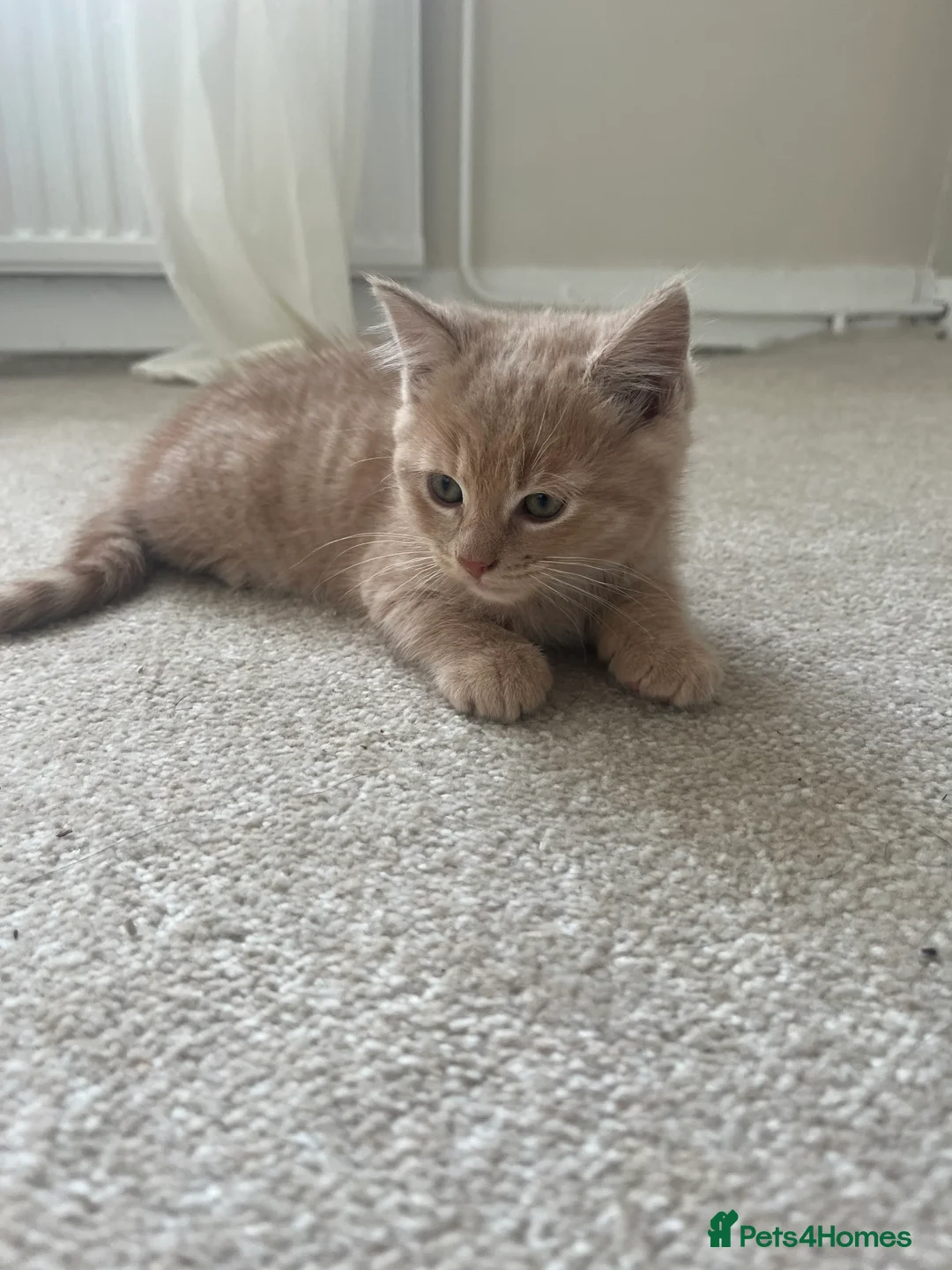 Mixed Breed cats for sale: 2 Blonde Kittens - Male and Female - Advert 8