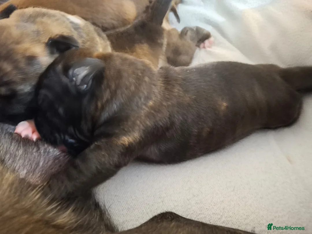 Staffordshire Bull Terrier dogs for sale: Beautiful Staffordshire bull terrier pups ❤️🐶 - Advert 1