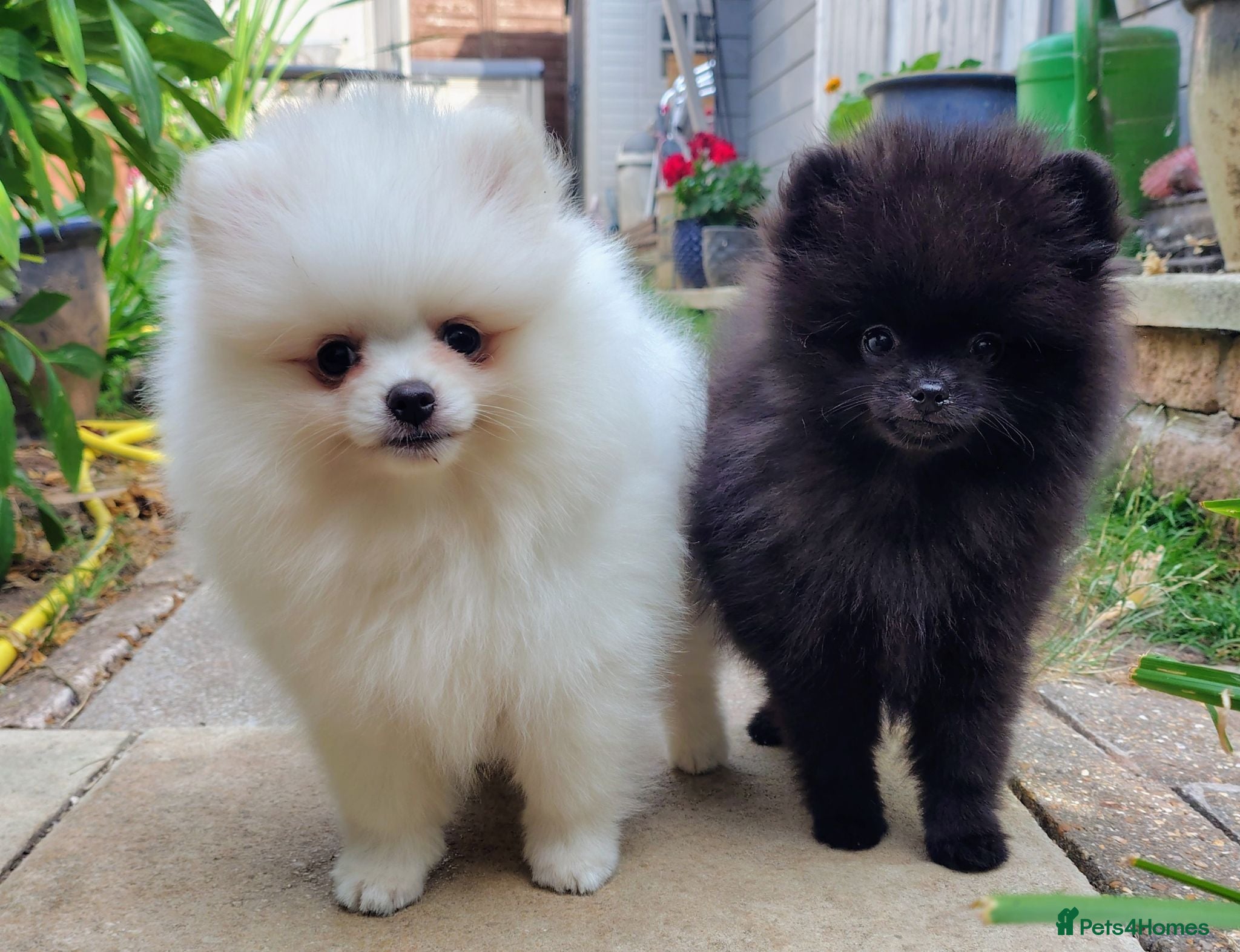 Pomeranian dogs Pom puppies with Kc reg , pedigree for sale - Advert 6