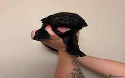 Cane Corso dogs for sale: Cane corso puppies  - Image 12