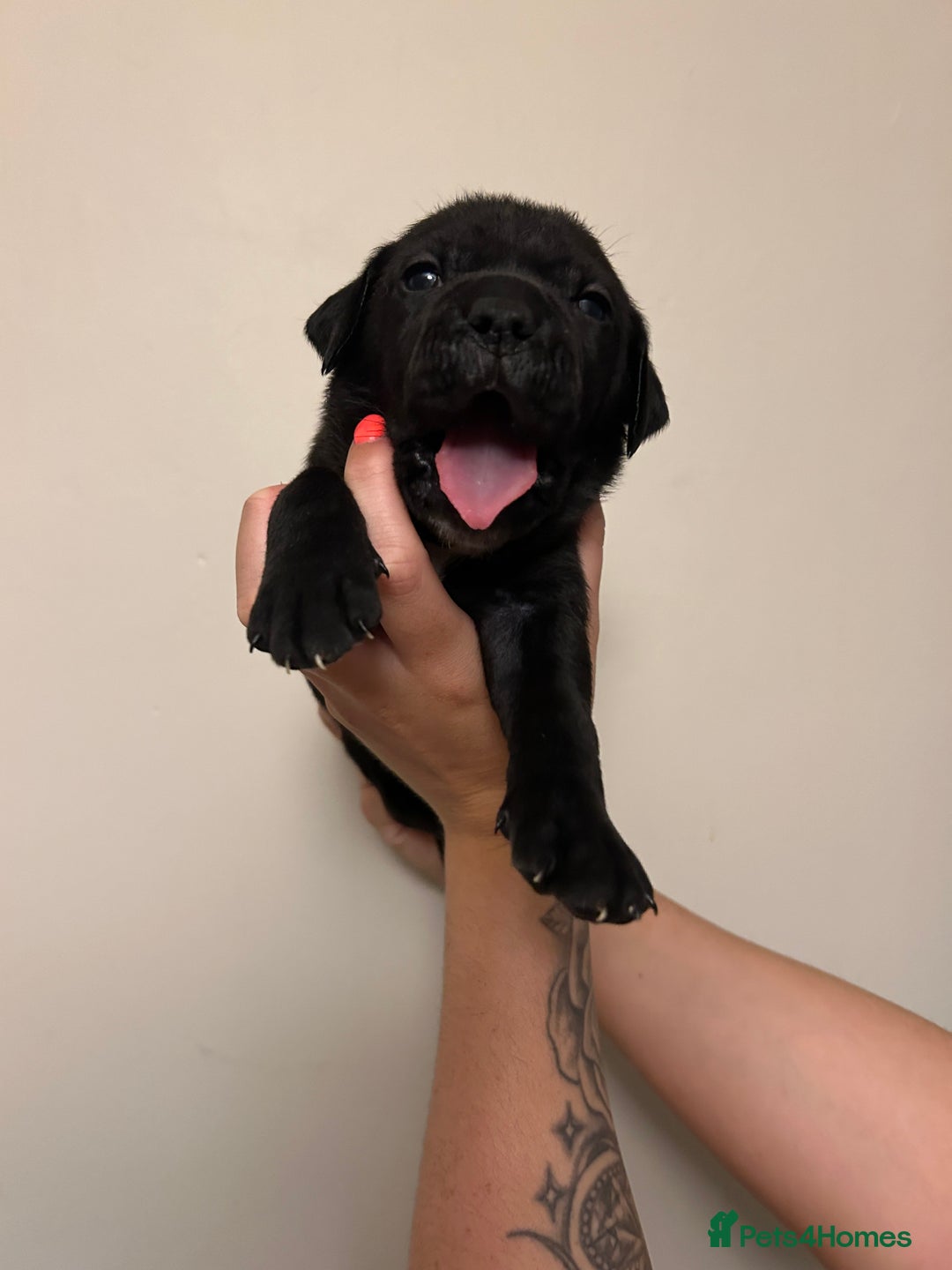 Cane Corso dogs for sale: Cane corso puppies  - Image 12