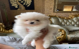 Pomeranian dogs for sale: Pomeranian Spitz puppies  - Image 3