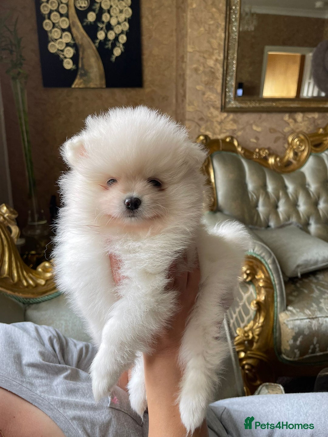 Pomeranian dogs for sale: Pomeranian Spitz puppies  - Image 3