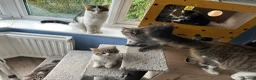 Mixed Breed cats for sale: Beautiful Kittens READY NOW!!! - Advert 9