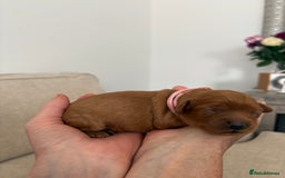 Cavapoo dogs for sale: Extensively Tested Stunning Toy F1 Red Cavapoo’s - Image 6