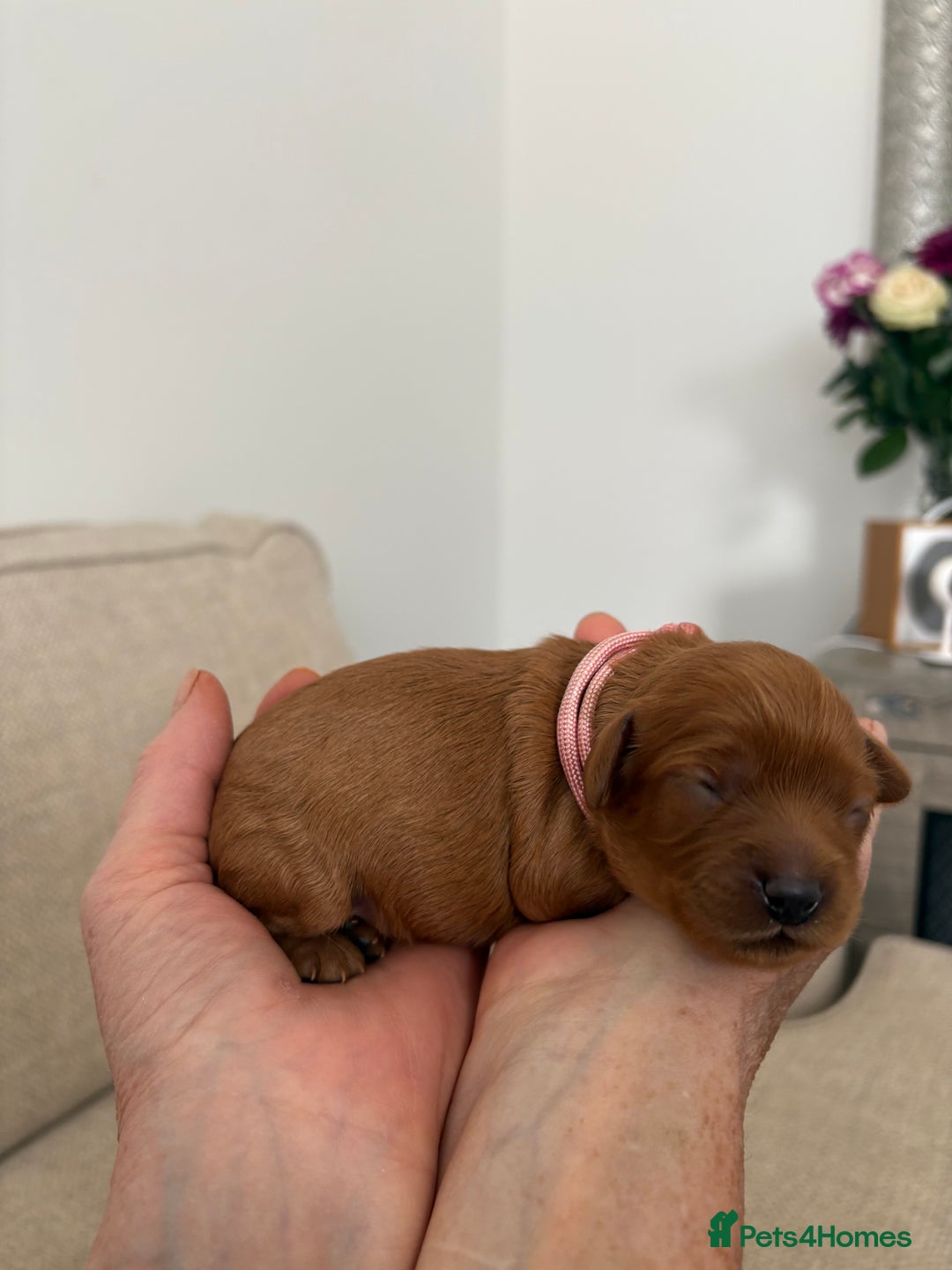 Cavapoo dogs for sale: Extensively Tested Stunning Toy F1 Red Cavapoo’s - Image 6