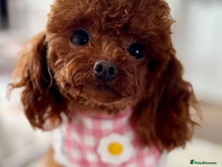 Poodle dogs Tiny Asian ** Poodle - Advert 4