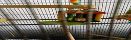 Ringnecks birds for sale: Male Indian ringneck  - Advert 2