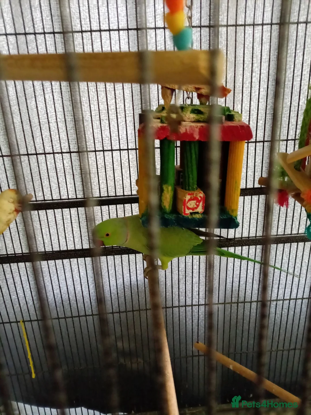 Ringnecks birds for sale: Male Indian ringneck  - Advert 2
