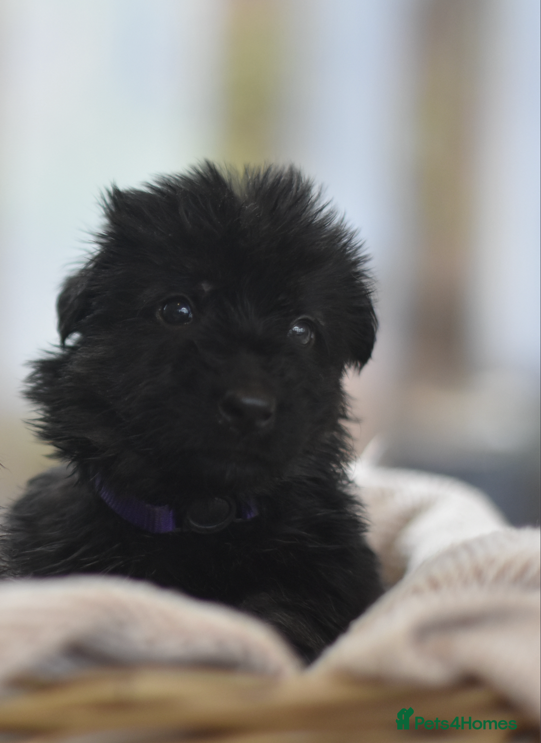 German Shepherd dogs for sale: KC registered 5 generation long coated GSD puppies - Advert 25