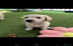 Golden Retriever dogs for sale: Beautiful Golden Retriever Puppies - Image 18