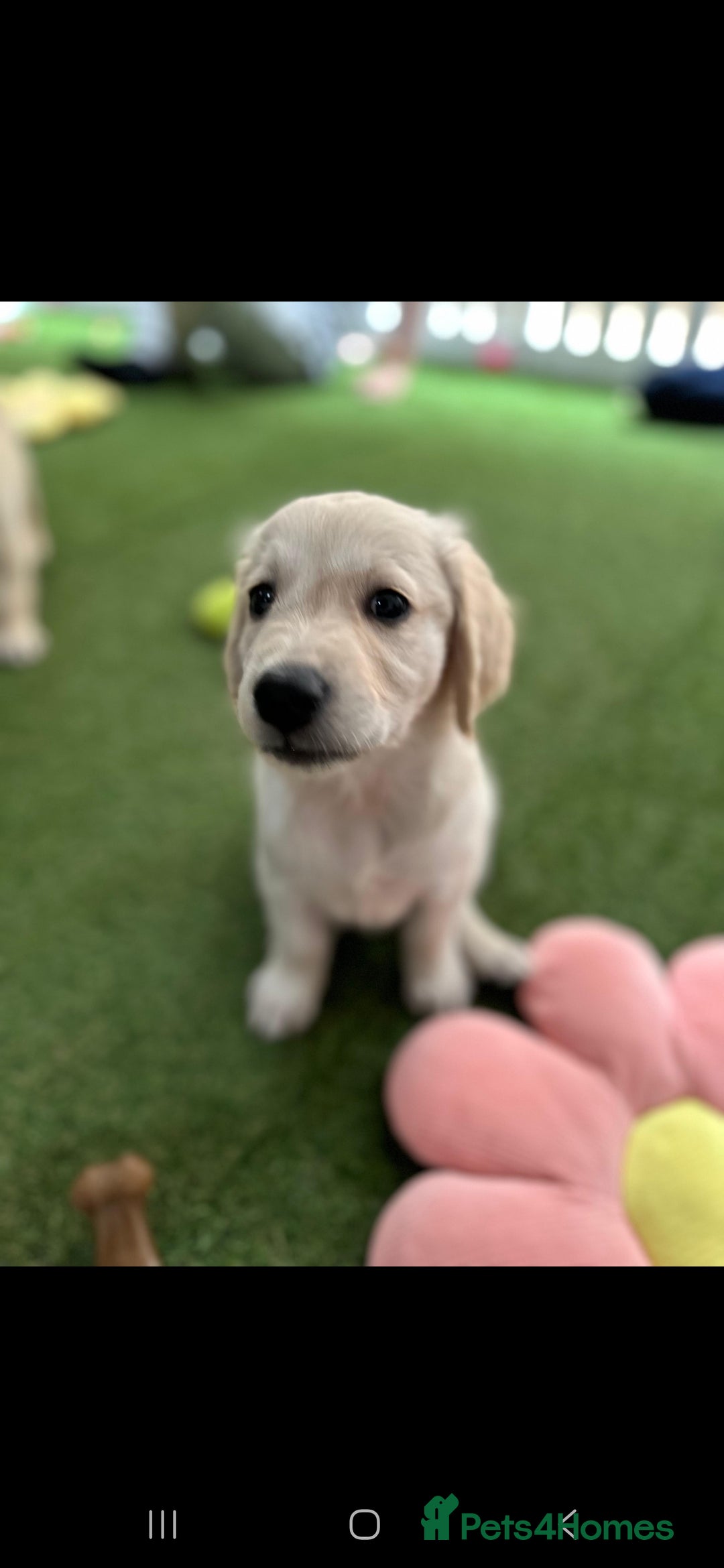 Golden Retriever dogs for sale: Beautiful Golden Retriever Puppies - Image 18