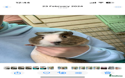 Guinea Pig rodents for sale:  to a lovely home - Image 3