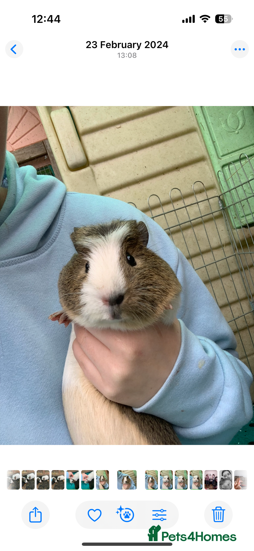 Guinea Pig rodents for sale:  to a lovely home - Image 3