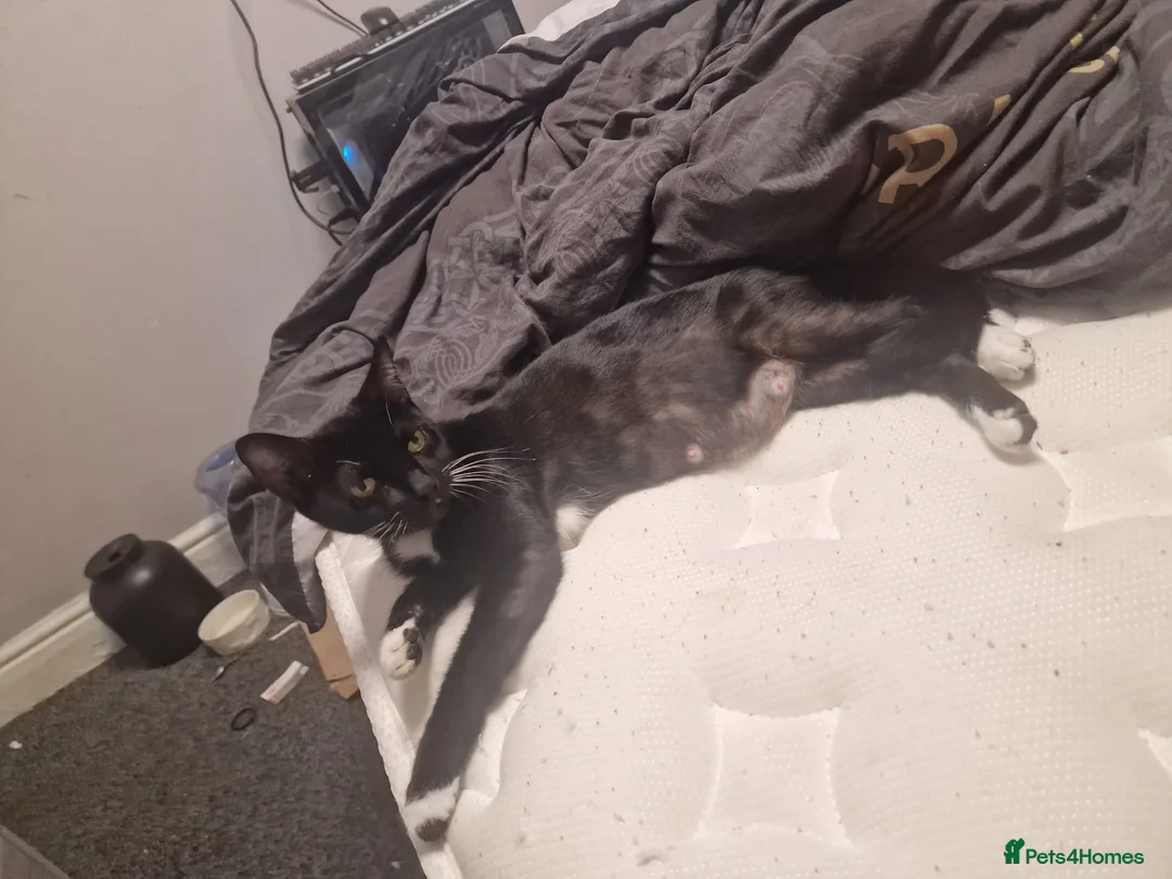 Mixed Breed cats for sale: Kittens - Advert 7