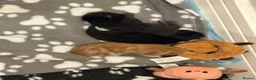 Maine Coon cats for sale: Gorgeous Maine Coon Kittens  - Advert 34