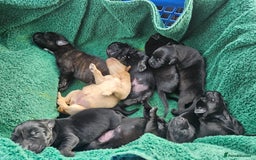 Mixed Breed dogs for sale: German shepherd x Working Labrador puppies  - Advert 17