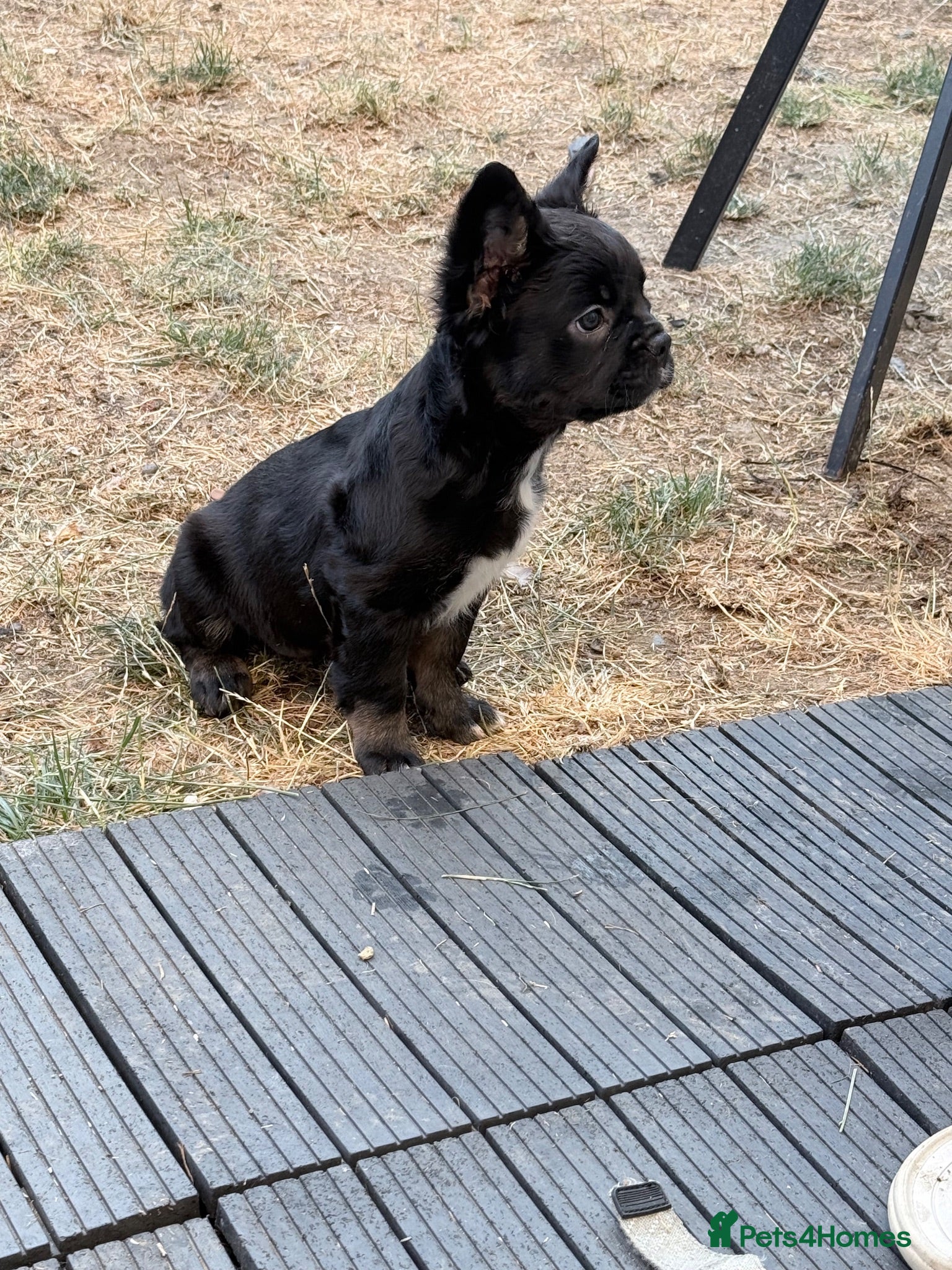 French Bulldog dogs Reduced! Ready now, 2 visual fluffy Girls left!  - Advert 2