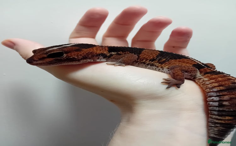 Gecko reptiles in Wigston - Advert 7