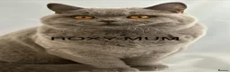 British Shorthair cats for sale: Exception quality,Champion bloodlines GCCF/TICA🏆 - Advert 7
