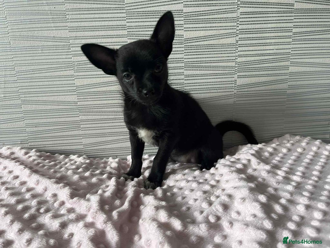 Chihuahua dogs for sale: Chihuahua female - Image 4