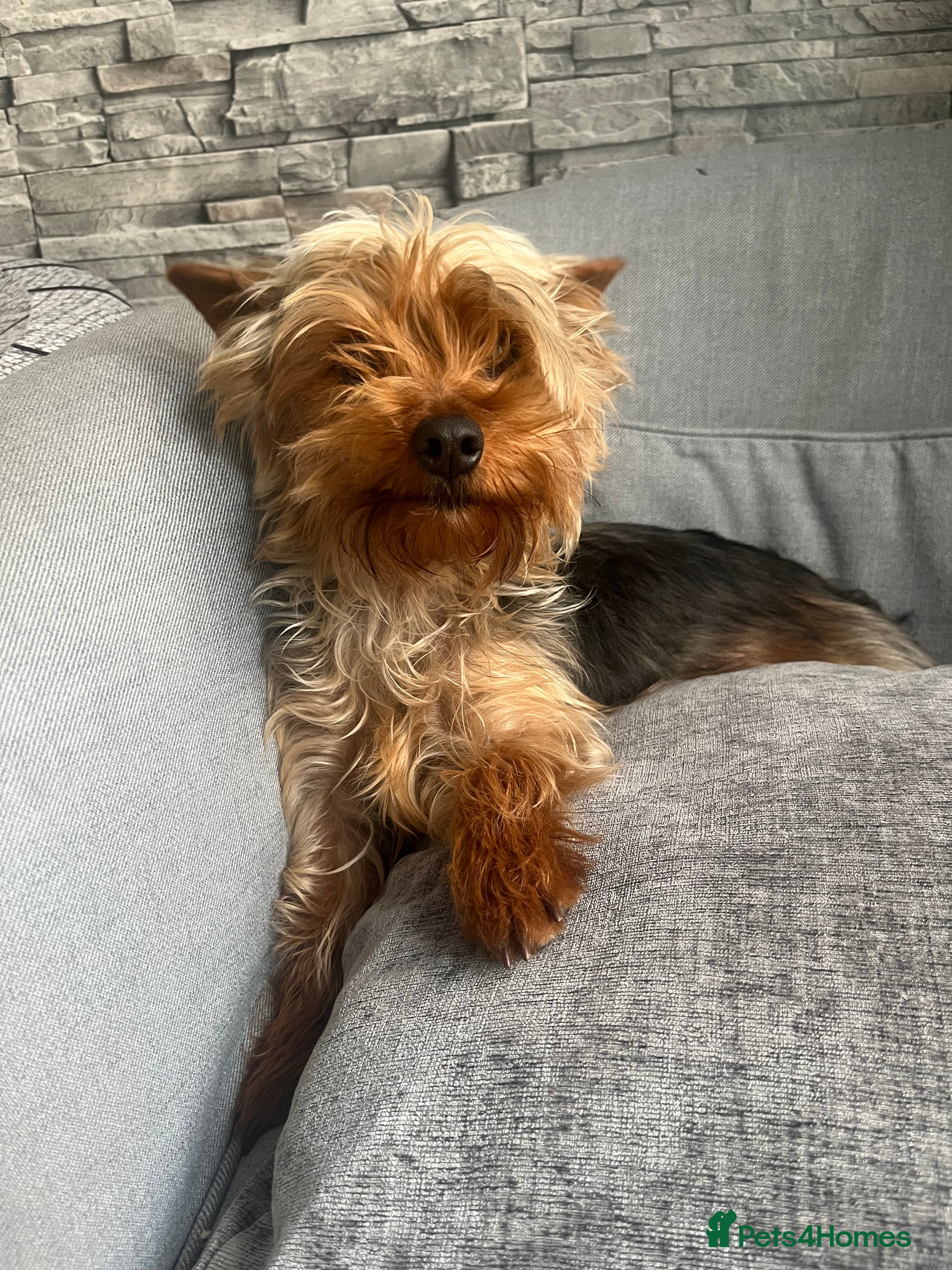 Yorkshire Terrier dogs for sale: Yorkshire terrier 1 year old girl  - Advert 4