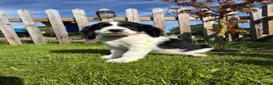 Cocker Spaniel 1