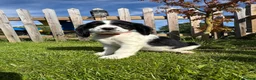 Cocker Spaniel dogs for sale: Show type cocker spaniels  - Advert 5