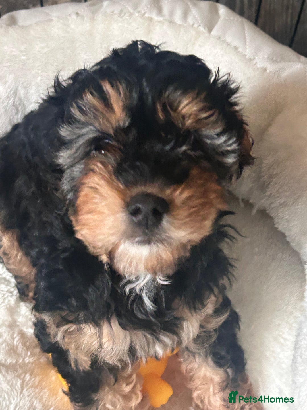 Cavapoo dogs for sale: REDUCED 🌟FEMALE F1B CAVAPOO  STUNNING PUPPY - Image 9