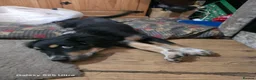 Mixed Breed dogs for sale: Borderpoo puppies - Advert 4
