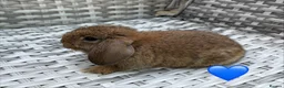 Mini Lop rabbits for sale: Pure bred mini lops - Advert 27