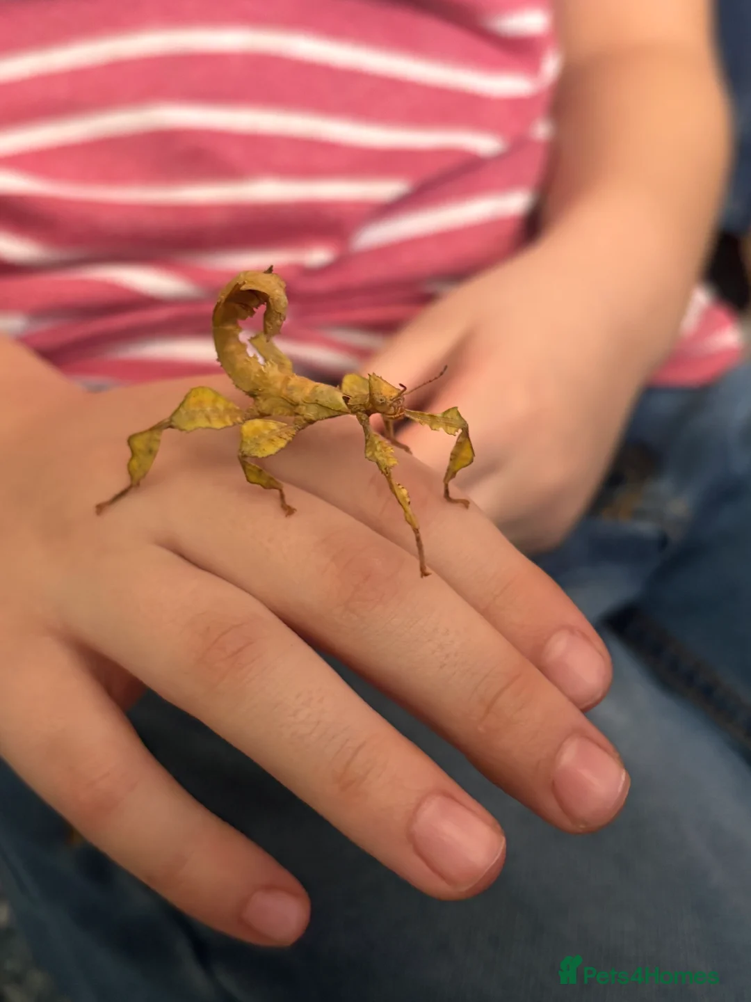 Gallery Image {{count}}