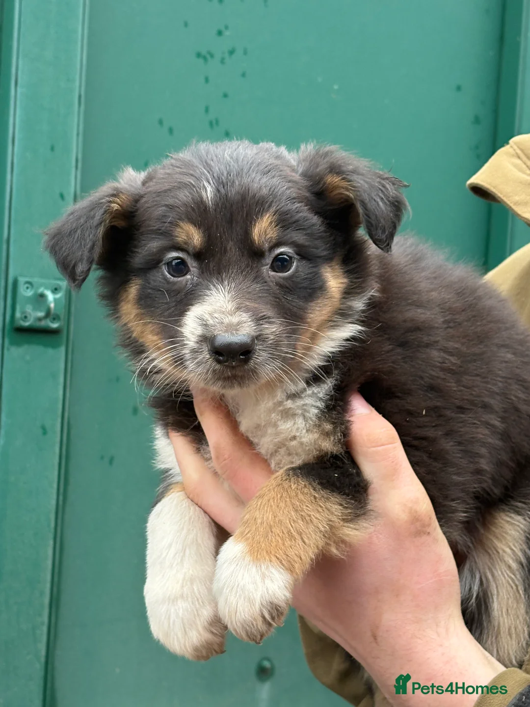 Border Collie dogs for sale: Gorgeous border collie pups - Advert 8