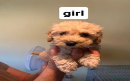 Poochon dogs for sale: 5 beautiful fluffy poochon puppies for sale - Image 1