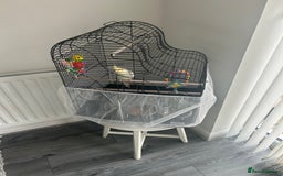 Cockatiels birds for sale: Cockatiel - Image 1