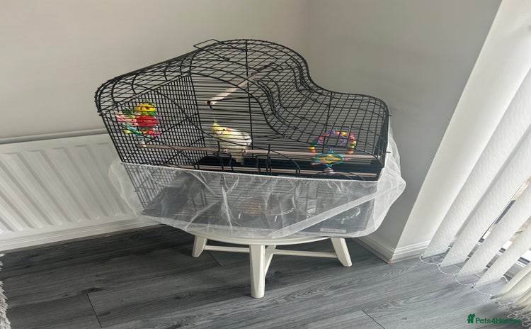 Cockatiels birds - Advert 20