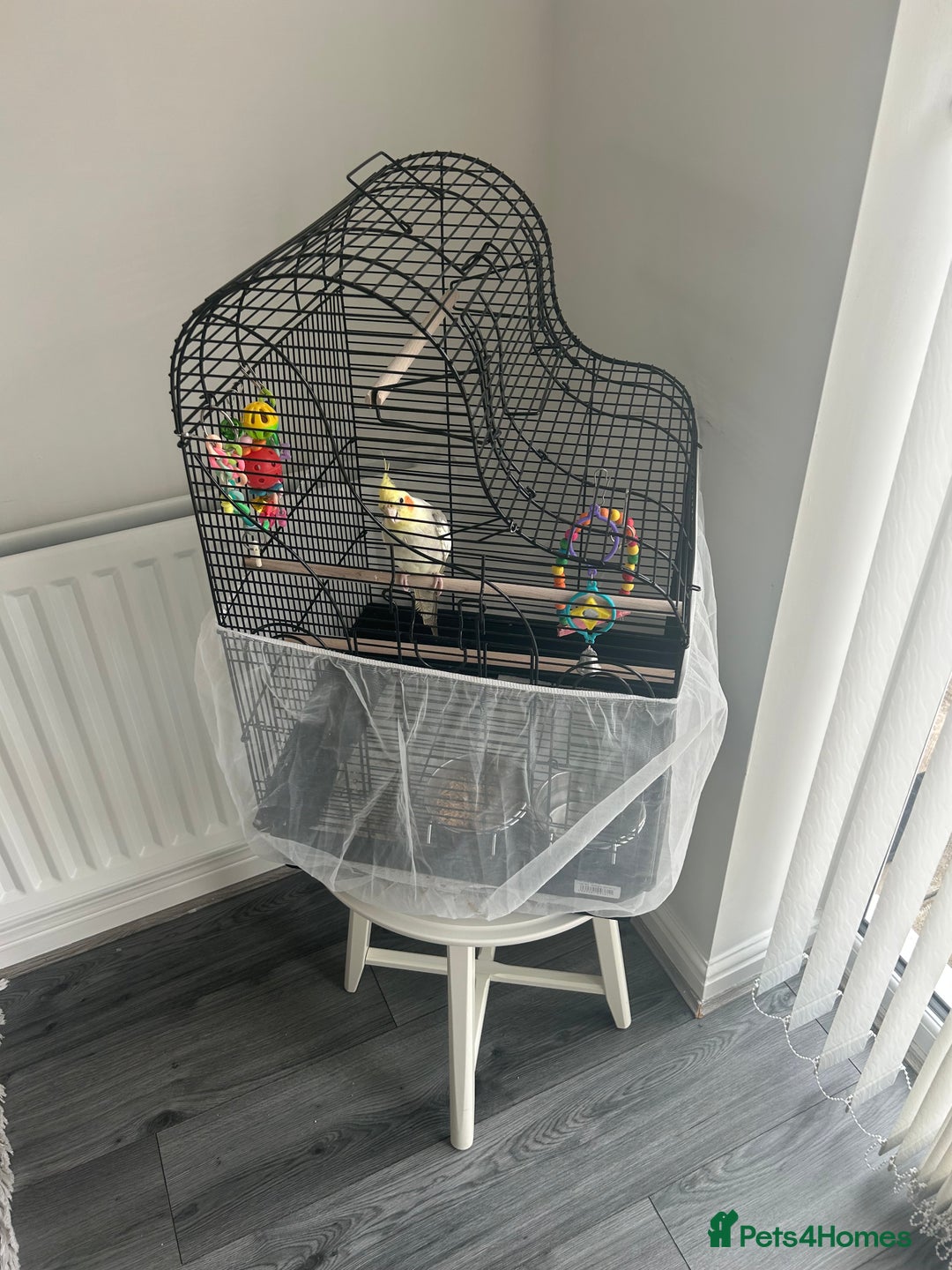 Cockatiels birds for sale: Cockatiel - Image 1