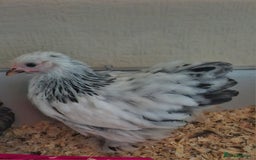 Chickens poultry for sale: 2 pekin pullets - Image 2